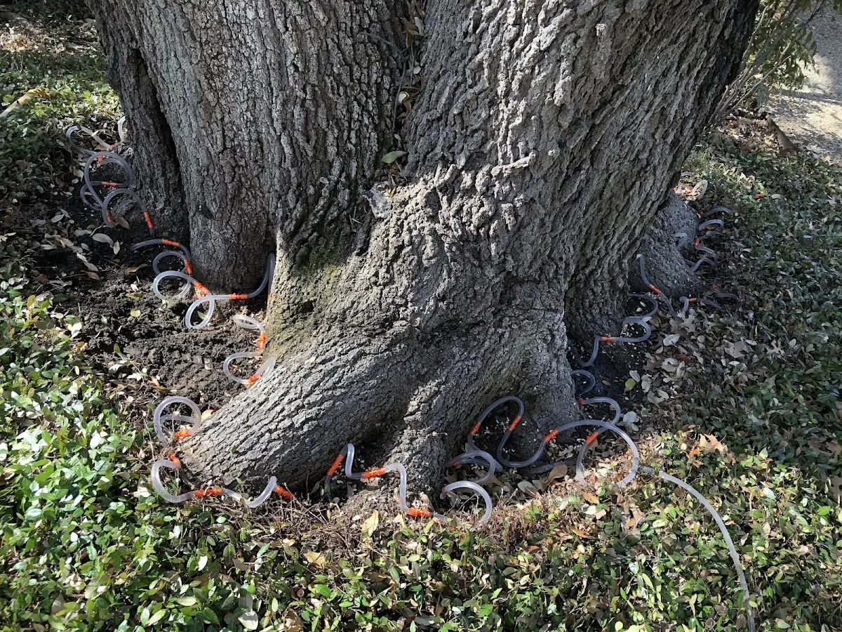 Detailed Tree Cabling and Bracing job site in Minnewaukan