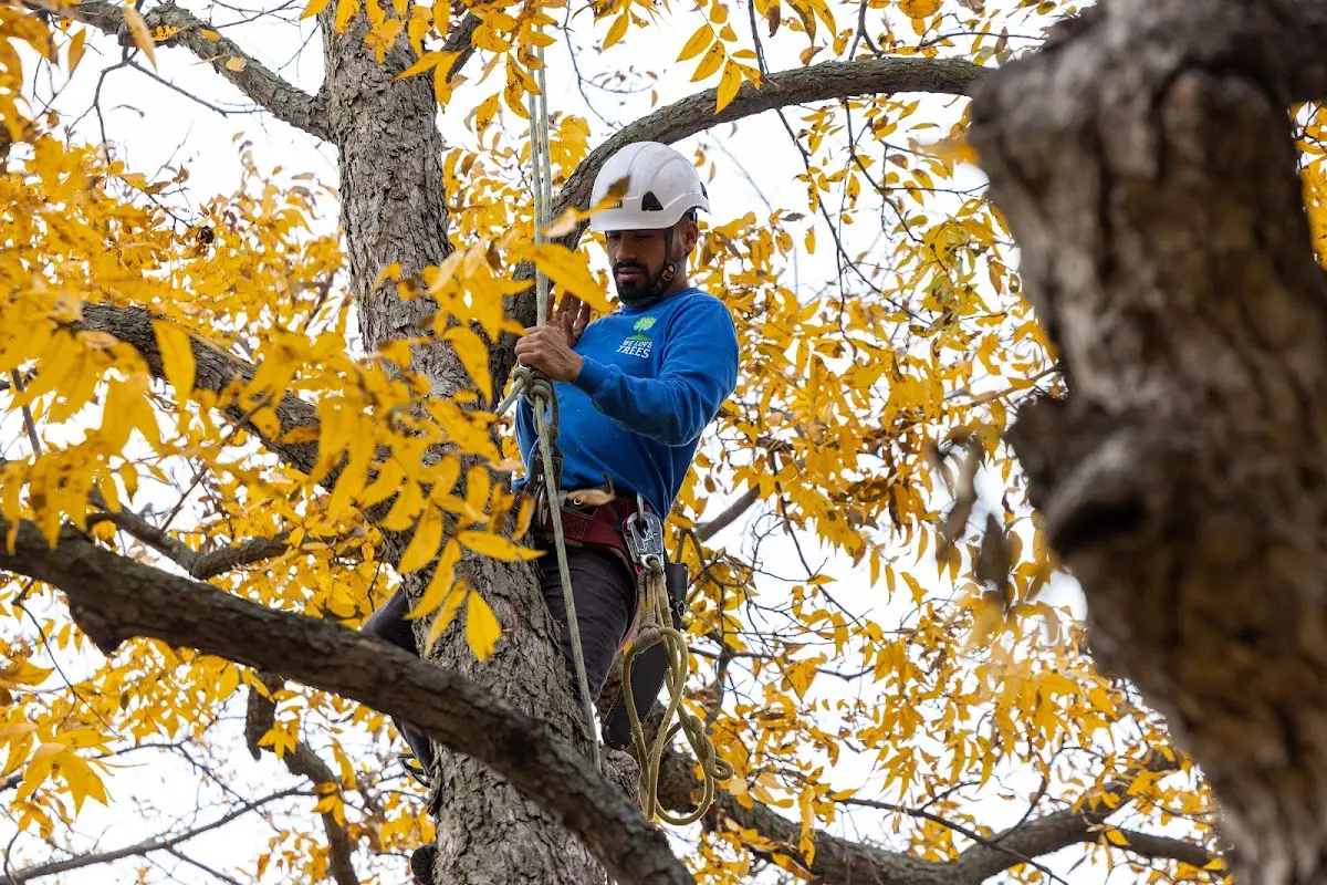 Skilled Tree Planing crew working in Minnewaukan