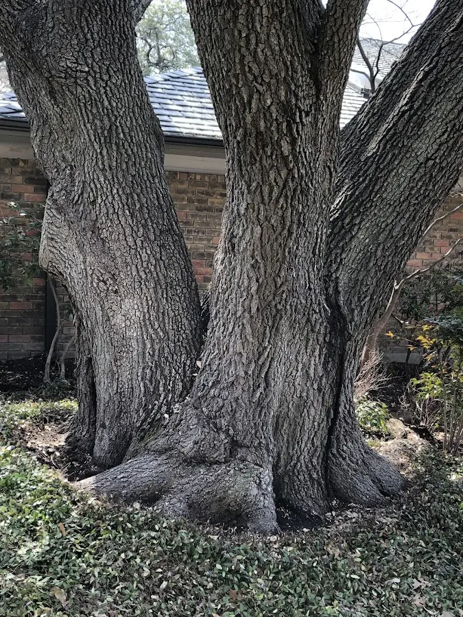 Mature heritage tree close to a Minnewaukan property cared for by certified arborists